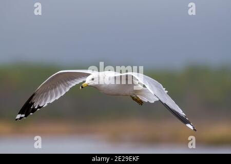 Gabbiano in ali di volo che battono giù Foto Stock