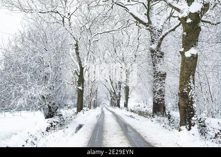 Neve coperta strada alberata nel mese di dicembre. Vicino a Guiting Power, Cotswolds, Gloucestershire, Inghilterra Foto Stock