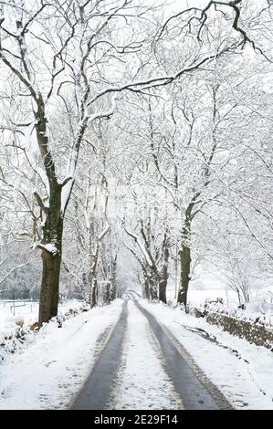 Neve coperta strada alberata nel mese di dicembre. Vicino a Guiting Power, Cotswolds, Gloucestershire, Inghilterra Foto Stock