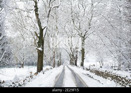 Neve coperta strada alberata nel mese di dicembre. Vicino a Guiting Power, Cotswolds, Gloucestershire, Inghilterra Foto Stock