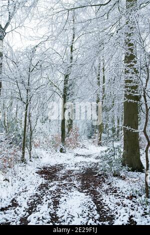 Traccia attraverso alberi innevati nel mese di dicembre. Vicino a Chipping Campden, Cotswolds, Gloucestershire, Inghilterra Foto Stock