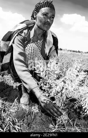 ADDIS ABEBA, ETIOPIA - 05 gennaio 2021: Addis Abeba, Etiopia - 30 2014 gennaio: Agricoltore Chickpea femminile che ispeziona i suoi campi coltivati Foto Stock