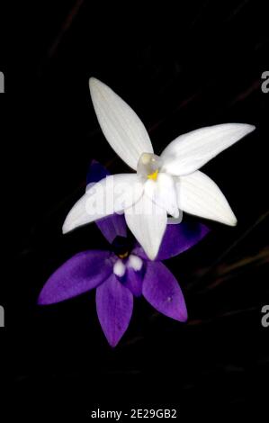 Le orchidee delle labbra di cera (Glossodia Major) sono solitamente viola, quindi trovare una bianca è molto rara, trovare una bianca accanto ad una viola è molto speciale. Foto Stock