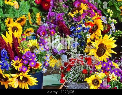 Bellissimo scatto di fiori colorati Foto Stock