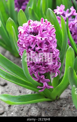 Giacinto rosa (giacinthus orientalis) Miss Saigon fiorisce in un giardino nel mese di aprile Foto Stock
