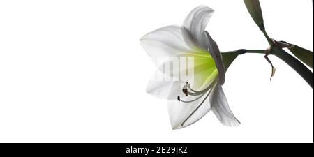 Fiore singolo Hippeastrum isolato su sfondo bianco, foto closeup con messa a fuoco morbida selettiva Foto Stock