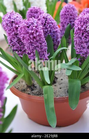 Giacinto viola (giacinthus orientalis) Miss Saigon fiorisce in una pentola in un giardino in Aprile Foto Stock