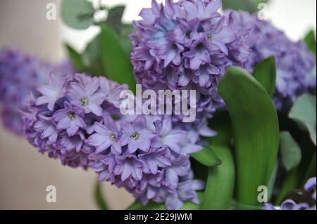 Un bouquet di giacinto lilla-violetto (Hyacinthus orientalis) La stella viola fiorisce in un vaso di vetro in aprile Foto Stock