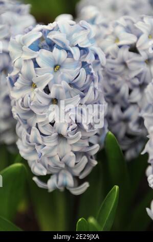 Giacinto bianco e blu (Hyacinthus orientalis) Sky Planet fiorisce in un giardino nel mese di aprile Foto Stock