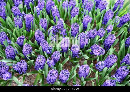 Giacinto viola-blu (giacinthus orientalis) Peter Stuyvesant fiorisce in un giardino nel mese di aprile Foto Stock