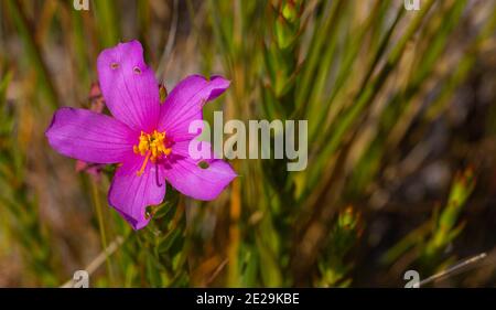 Il fiore rosa di una Lavoisiera sp. Nella Serra do Cipó a Minas Gerais, Brasile, vista frontale Foto Stock