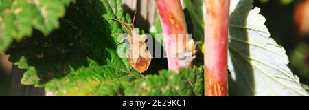 Coreus marginatus. Bug. Dock Pesti su lamponi foglie al giorno di sole. Spazio di copia Foto Stock