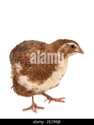 Le quaglie giapponesi davanti a uno sfondo bianco Foto Stock
