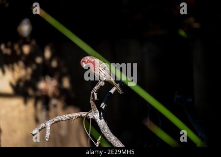 Rosso e marrone adulta maschio Finch Casa (Haemorhous mexicanus) uccello appollaiato sul ramo sbirciando presso lo spettatore Foto Stock