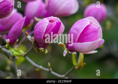 La magnolia rosa primaverile fiorisce nel verde giardino Foto Stock