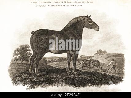 Suffolk Agricultural Punch Horse stallone dallo stock del tardo duca di Bedford. Razza inglese di cavallo di tiraggio., Equus ferus caballus. Agricoltori che guidano una squadra di tre cavalli per arare. Incisione su copperplate di John Scott di Edwards. Da Cyclopedia di Abraham Rees o Dizionario universale delle arti, delle scienze e della letteratura, Longman, Hurst, Rees, Orme e Brown, Londra, 1808. Foto Stock