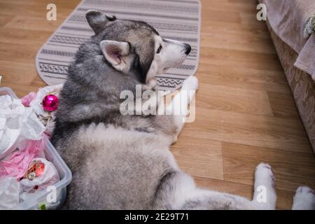 Un cane Husky ​​near decorazioni dell'albero di Natale a casa Foto Stock