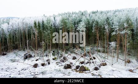 Danni da tempesta in legni svedesi gelidi Foto Stock