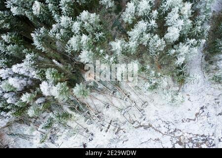 Danni da tempesta in legni svedesi gelidi Foto Stock