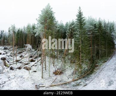 Danni da tempesta in legni svedesi gelidi Foto Stock