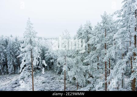 Alberi coperti di gelo di rombo in una gelata mattina invernale In Svezia Foto Stock