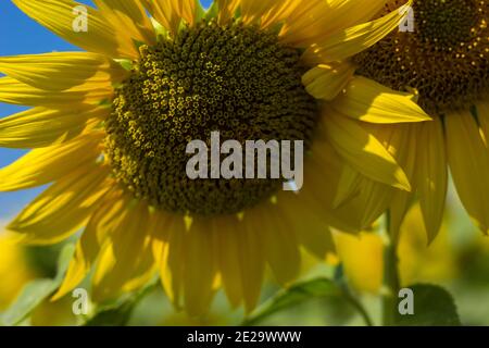 Foto ritagliata di due girasoli sul campo Foto Stock