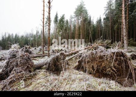 Danni da tempesta in legni svedesi gelidi Foto Stock