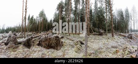 Danni da tempesta in legni svedesi gelidi Foto Stock