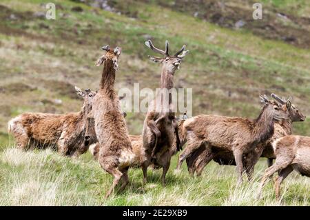 Cervi rossi nelle Highlands scozzesi Foto Stock