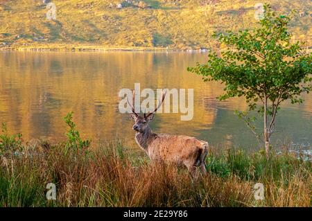 Cervi rossi nelle Highlands scozzesi Foto Stock