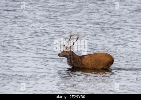 Cervi rossi nelle Highlands scozzesi Foto Stock