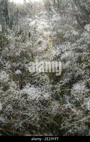 Prato nel primo gelo con gocce ghiacciate di rugiada sull'erba, paesaggio rurale, sfondo della natura con spazio di copia, fuoco selezionato, profondità di campo stretta Foto Stock
