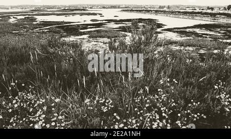 Normandia, Francia. Bellissimo paesaggio paludoso vicino a Saint-Vaast-la-Hougue, penisola del Cotentin. Natura viaggio sfondo. Seppia foto storica Foto Stock