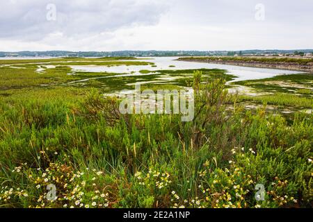 Normandia, Francia. Bellissimo paesaggio paludoso vicino a Saint-Vaast-la-Hougue, penisola del Cotentin. Natura viaggio sfondo. Turismo rurale in campagna Foto Stock