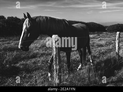 Normandia, Francia. Cavallo in campo e mare (Manica) sullo sfondo. Campagna francese. Foto in bianco e nero. Foto Stock