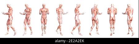 Anatomia concettuale sano skinless sistema muscolare del corpo umano set. Giovane adulto atletico che posa per l'educazione, lo sport di fitness, la medicina Foto Stock