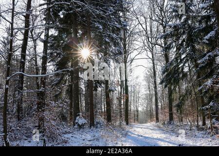 Foresta innevata in una mattina gelata presto Foto Stock