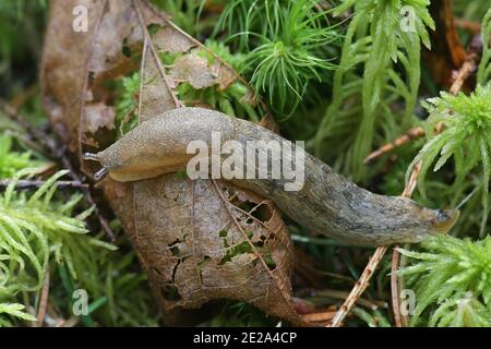 Il fuscus di Arion, detto Arion di Dusky, è una specie di bradipo della famiglia degli Arionidae, appartenente alla famiglia degli Arionidae Foto Stock