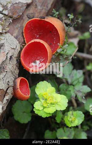 Sarcoscopypha austriaca, il calice scarlatto, fungo selvatico da coppa dalla Finlandia Foto Stock