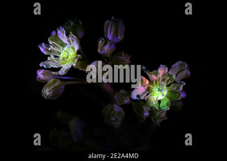 Fiori d'acero, Acer platanoidi, fotografati a luce ultravioletta (365 nm) Foto Stock