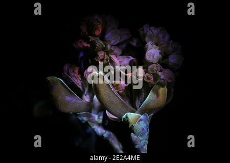 Boccioli di fiori d'acero norvegese, Acer platanoides, fotografati a luce ultravioletta (365 nm) Foto Stock