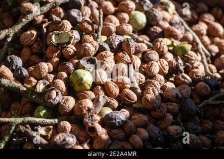 Raccolta di noce a Nuts & compagnie, un'azienda a conduzione familiare che offre prodotti realizzati con la propria produzione di noci a Beauregard-Baret (F sud-orientale Foto Stock