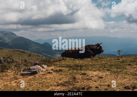 Toro seduto nel mezzo di un prato verde con le montagne sullo sfondo Foto Stock