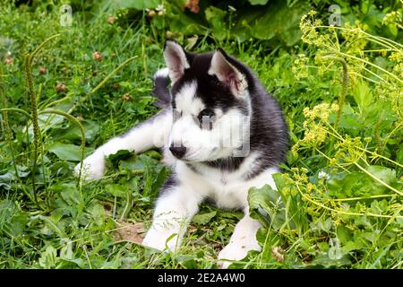 Cucciolo Husky con occhi blu sull'erba verde. Foto Stock