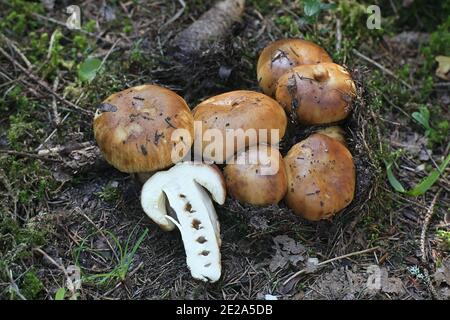 Russula foetens, noto come Russula puzzolente o Brittlegill puzzolente di funghi selvatici dalla Finlandia Foto Stock