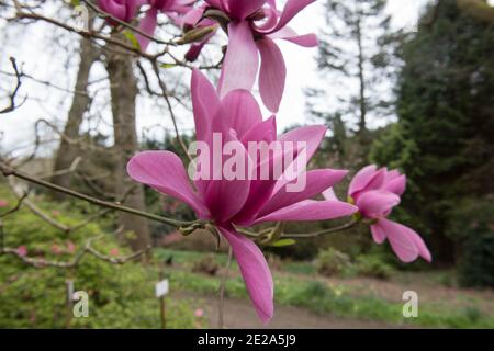 Bright Pink Spring Flower testa su un albero di magnolia deciduo (Magnolia 'Caerhays Surprise') che cresce in un giardino di boschi nella Cornovaglia rurale, Inghilterra Foto Stock