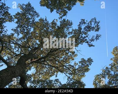 Una vista dal basso di un albero con cielo blu in lo sfondo e un aereo che vola Foto Stock