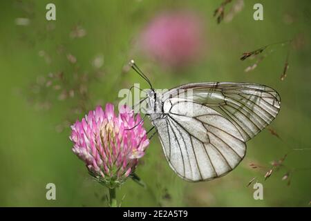 Bianco venato nero, Aporia crataegi, una bella farfalla finlandese che si nutre di trifoglio rosso Foto Stock