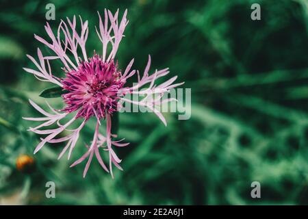 bel fiore rosa di centaurea visto da vicino in un campo Foto Stock