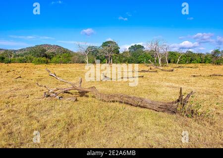 Prateria e foresta, Parco Nazionale di Minneriya, Sri Lanka, Asia Foto Stock